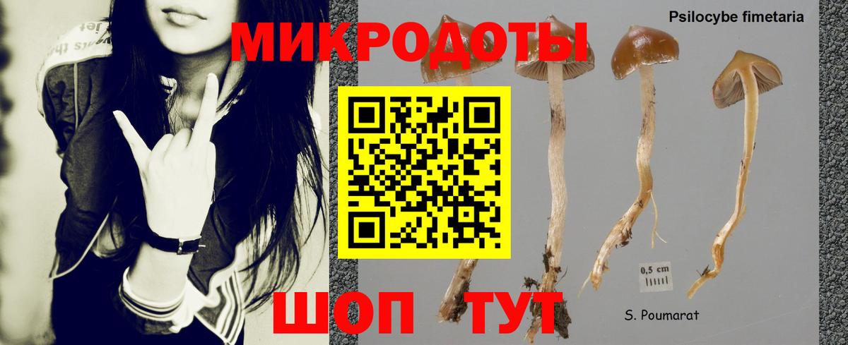 Псилоцибиновые грибы Psilocybine cubensis Кунгур